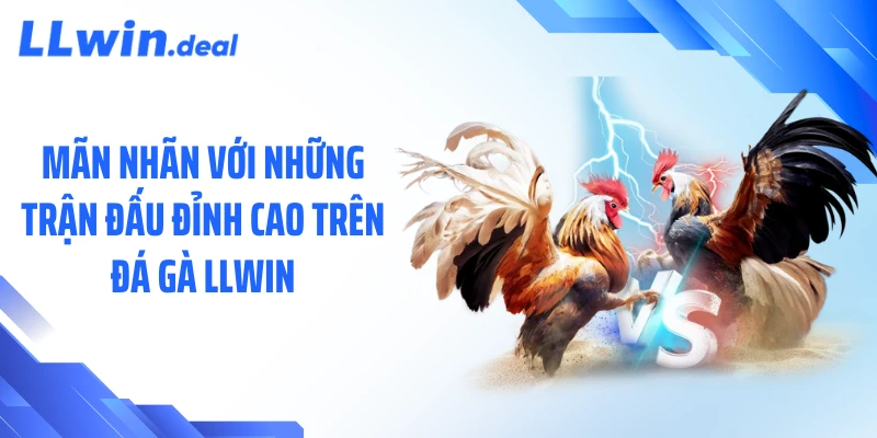 Mãn nhãn với những trận đấu đỉnh cao trên đá gà LLWIN